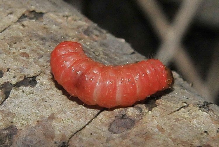 Piccolo bruco rosa..